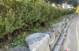 공원 내 잡목제거작업